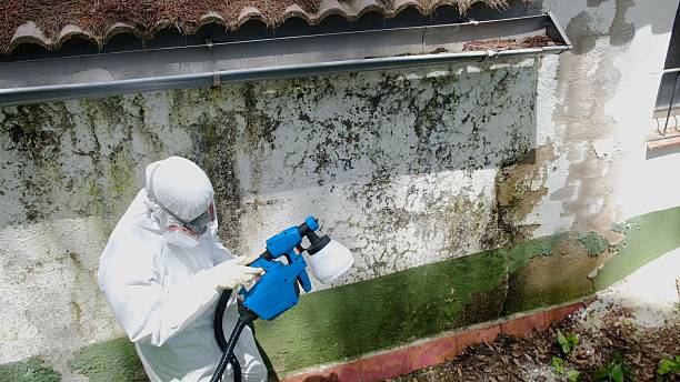 Trusted Mold Testing service in Davidsville, PA - Cheap Mold Removal